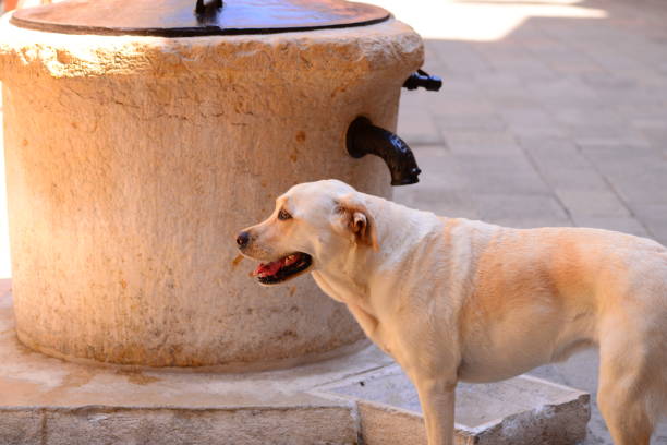 istock Labrador Retriever in Venice, Italy 802654978