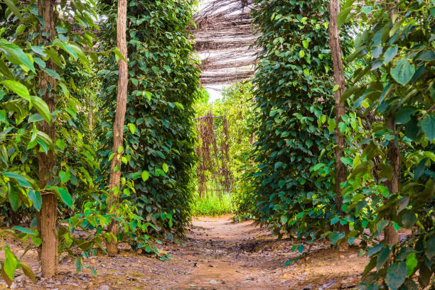 Black pepper plantation Black pepper plants on an organic pepper farm Kampot, Cambodia. On the plantation, wooden stakes serve as tree trunks the vine needs to climb, a shed made with dried plant defends leaves from sunbeams. kampot stock pictures, royalty-free photos & images