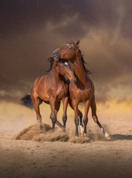 istock Two bay horses play with each others on the sand on evening sky background 802669956