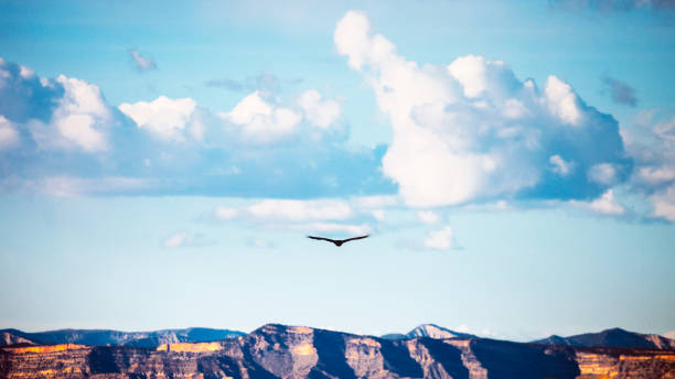 Bird flying over canyons, Colorado National Monument