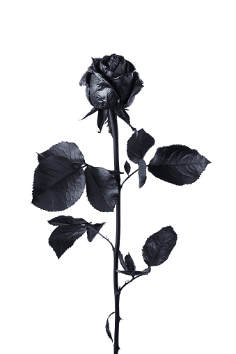 Black rose isolated on white background close-up