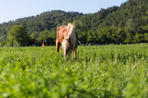 horse feeding - serbia horse nature landscape imagens e fotografias de stock