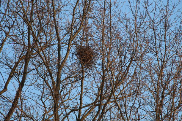 istock birds' nest upon trees of bare branches 802680054