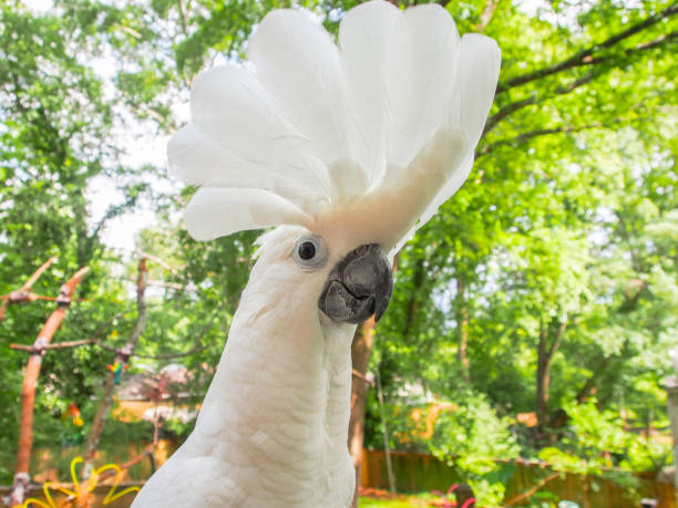 istock Cockatoo on the back patio 802681308