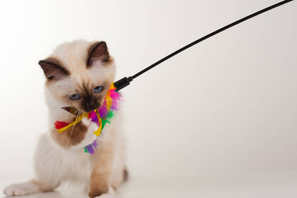 istock A seal point Birman cat, 4 month old kitten, male. 802684672