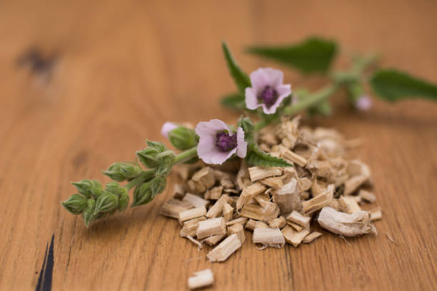 marsh mallow (althaea officinalis) suszone korzenie - marsh mallow plant zdjęcia i obrazy z banku zdjęć