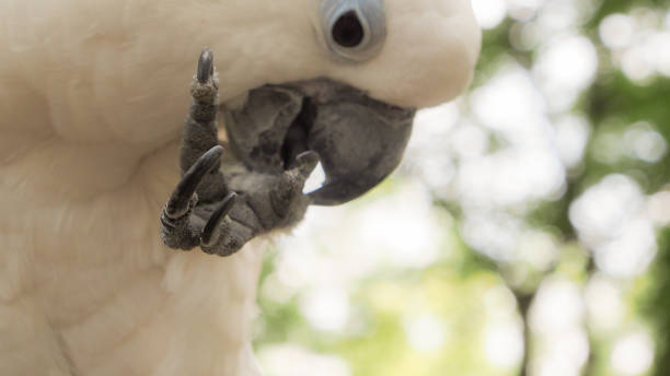 istock Cockatoo on the back patio 802685108