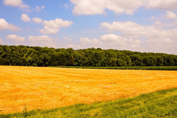 View of Cultivated Field in the countryside Photo Picture View of Cultivated Field in the countryside university of missouri columbia stock pictures, royalty-free photos & images