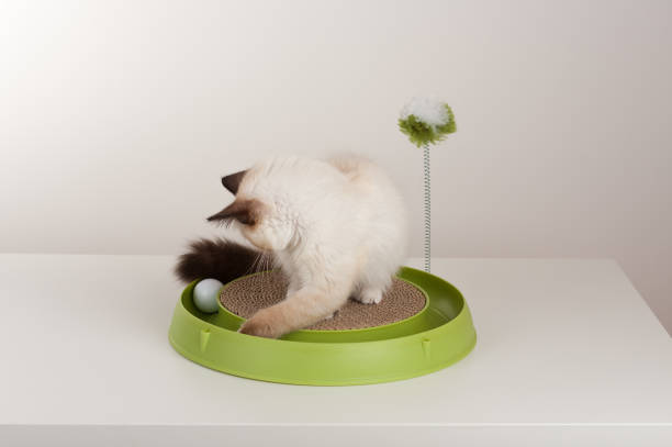 istock A seal point Birman cat, 4 month old kitten, male. 802692052
