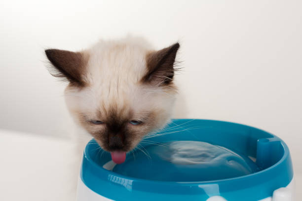 istock A seal point Birman cat, 4 month old kitten, male. 802692196