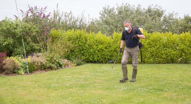 Gardener horticulturalist spraying weed killer on lawn - garden maintenance stock photo