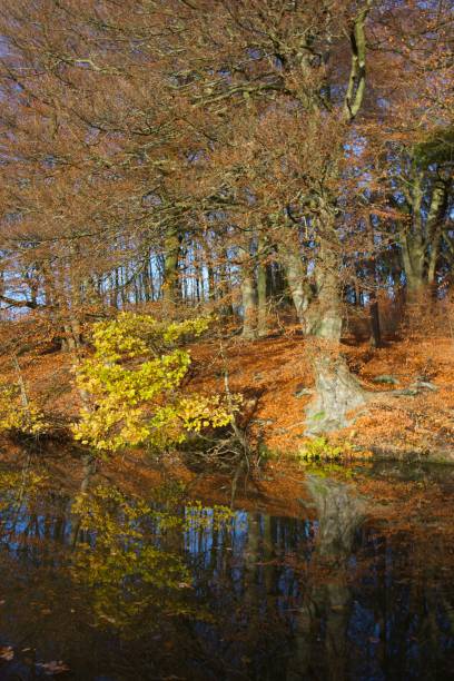 istock Leeds and Liverpool canal 802697548
