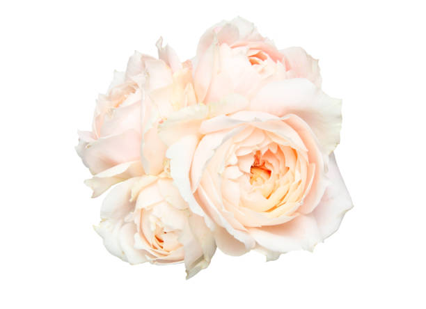 Pictured flower head of roses in a white background.