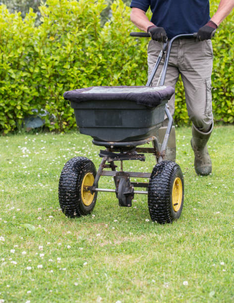 Gardener horticulturalist spreading lawn fertiliser  to cultivate lawn stock photo