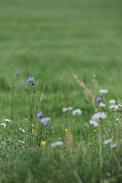istock Flower field in summer 802698736