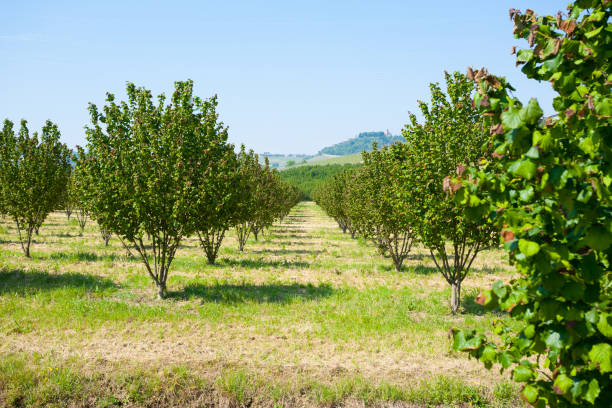 Hazel cultivation, Langhe, Italy Hazel cultivation from Langhe region, Italy. Italian agriculture. Unesco world heritage site. hazel tree stock pictures, royalty-free photos & images