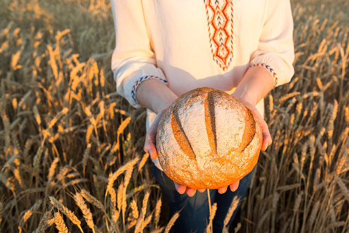 the young woman in a white national shirt holding the round baked bread with a crisp on wheat field background. harvest, agriculture, agronomics, food, production, organic bread concept.