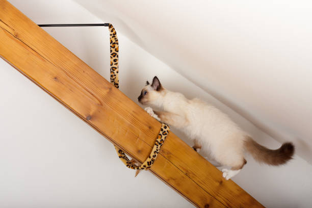 A seal point Birman cat, 4 month old kitten, male.