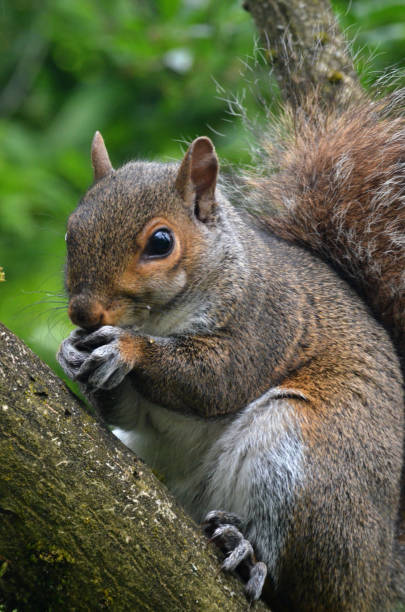 istock Close up of Squirrel Eating 802701362