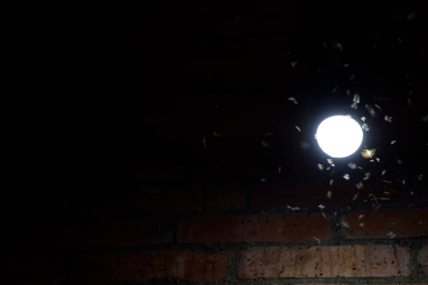 istock Attraction of insects light. Night insects at a bulb 802702024