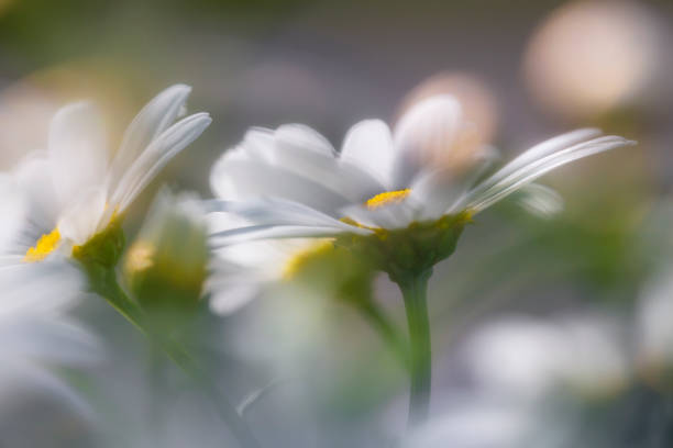 marguerite flowers in close up stock photo
