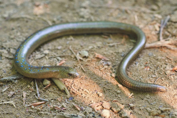 istock Blindworm on the ground in the forest. Anguis fragilis 802735824