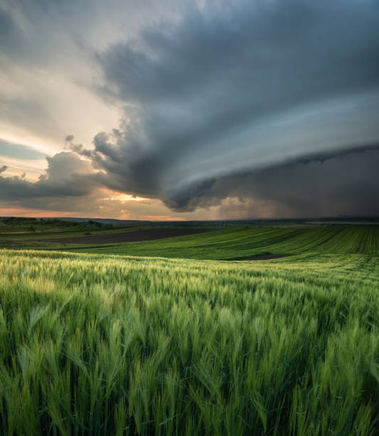 ciclone sul campo. bellissimo paesaggio naturale in estate - cyclone foto e immagini stock