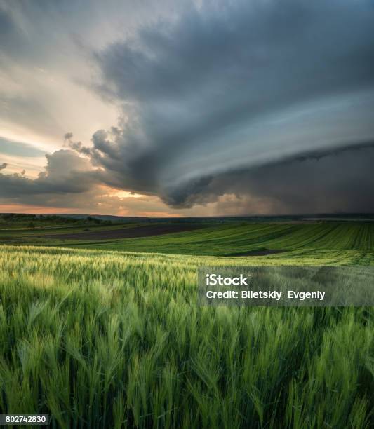 Cyclone On The Field Beautiful Natural Landscape In The Summer Time Stock Photo - Download Image Now