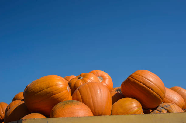istock Harvested Pumpkins Piled in Trailer 802751672
