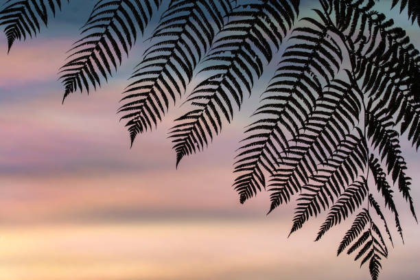 BALI, INDONESIA ASIA - APRIL 12, 2013: Silhouette of a Fern leaf against a colorful iridescent sky or mother of pearl, at sunset.