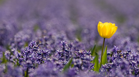 A bright yellow Tulip in a field of purple Hyacinths.