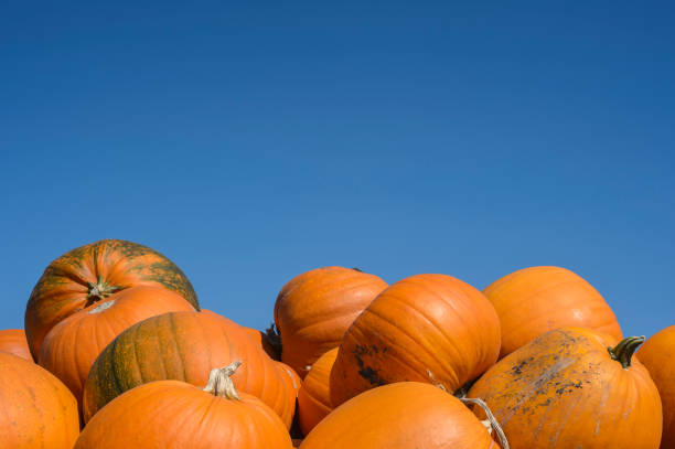 istock Harvested Pumpkins Piled in Trailer 802751876