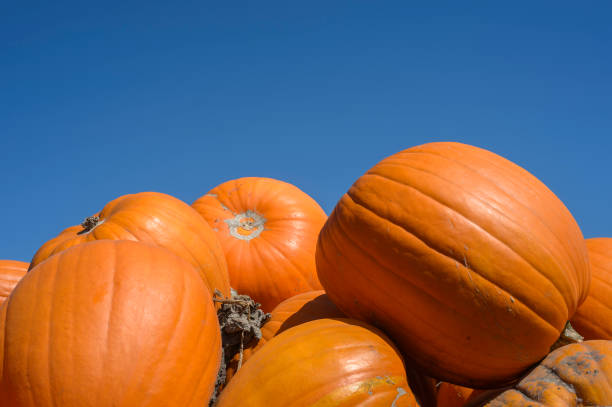 istock Harvested Pumpkins Piled in Trailer 802752096