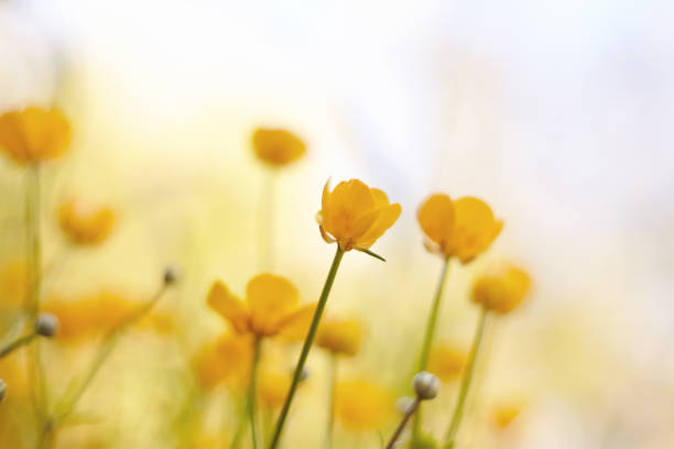 istock Yellow flowers of buttercups 802754524