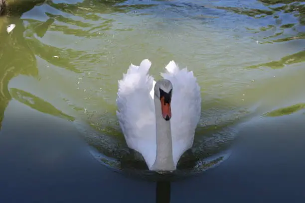 swan swimming front view