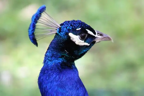 close up of peacock head