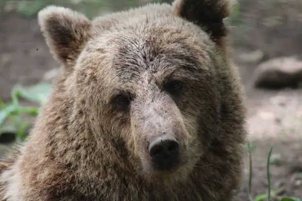 close up of a small brown bear
