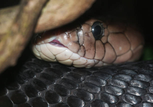 Cobra closeup Snake's head ophiophagus hannah stock pictures, royalty-free photos & images