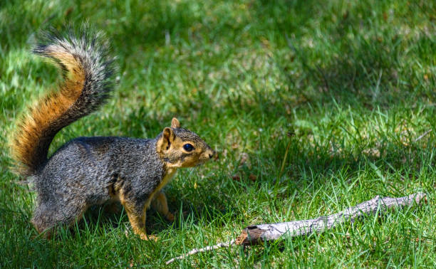 istock A gray squirrel on the green grass, preparing to jump 802772486