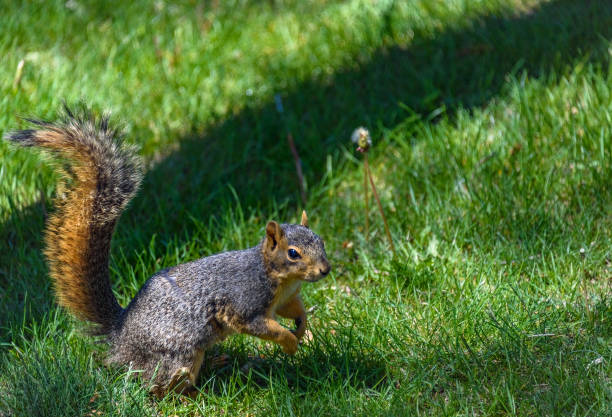 istock A squirrel in jump. Green grass background 802772556