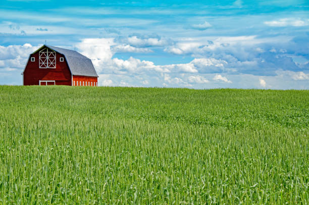 istock Farmer's wheat field and stunning red barn 802772634