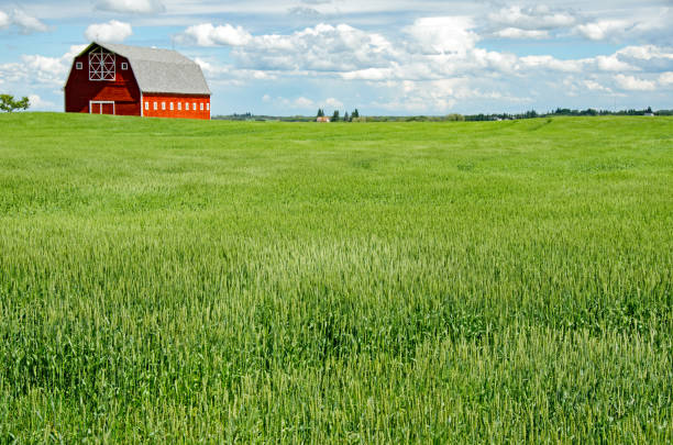 istock Farmer's wheat field and stunning red barn 802772806