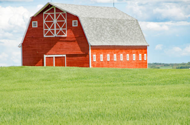 istock Farmer's wheat field and stunning red barn 802772944