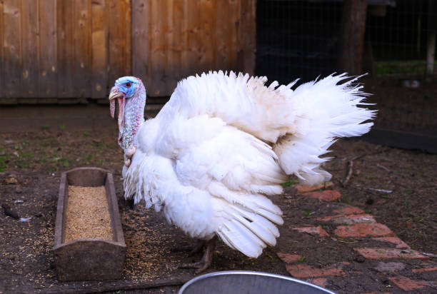 istock white turkey on the yard eat from the feeder 802775270