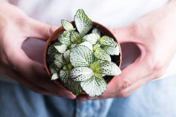 istock Fittonia verschaffeltii on pot studio shot 802785080