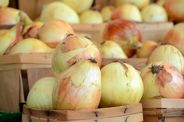 raw onions in boxes