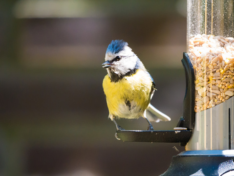Portrait of adult blue tit, Cyanistes caeruleus,  sitting and looking before eating from tube birdfeeder with seeds