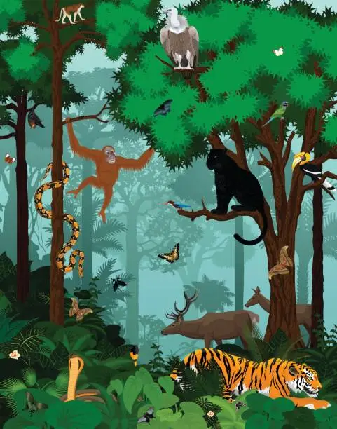 Vector illustration of vector indian jungle rainforest illustration with animals