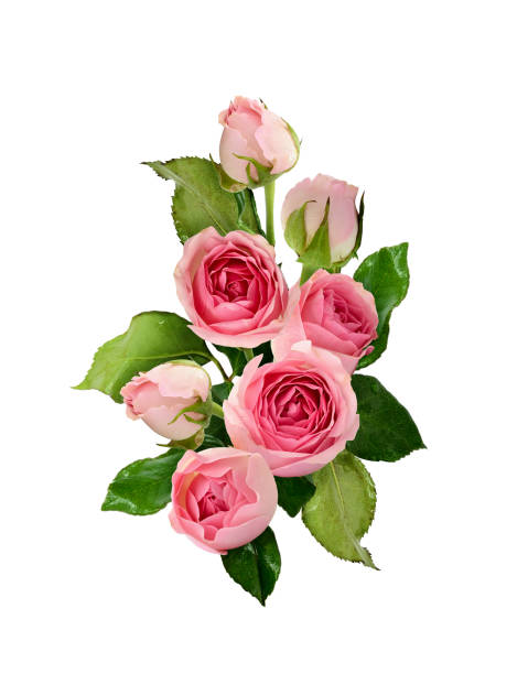 istock Pink rose flowers and buds bouquet 802799050