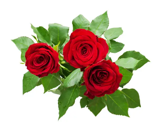 Three red rose flowers bouquet isolated on white